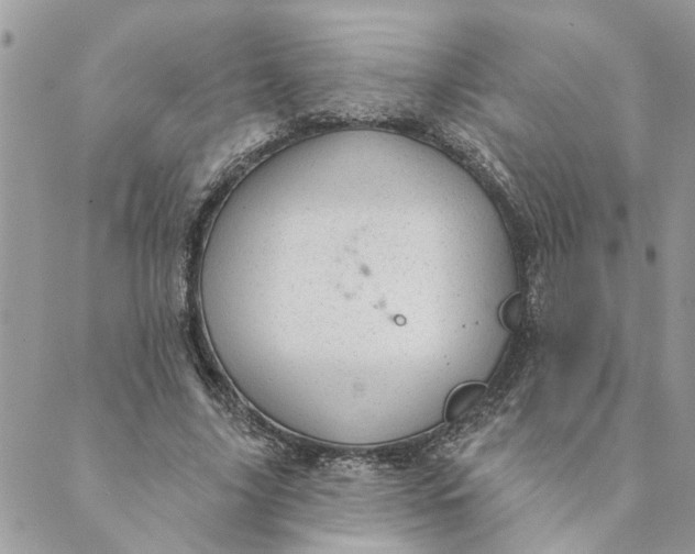 X0000088900635200706291505