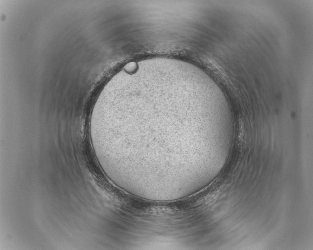 X0000088900636200706291505