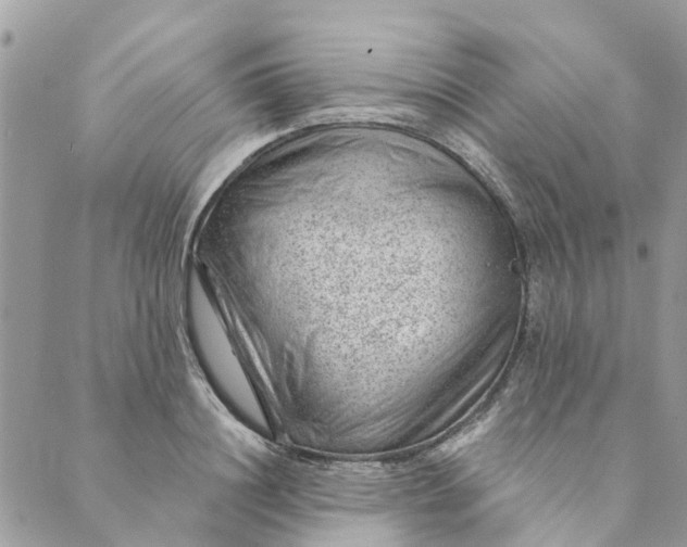 X0000088900844200706291502