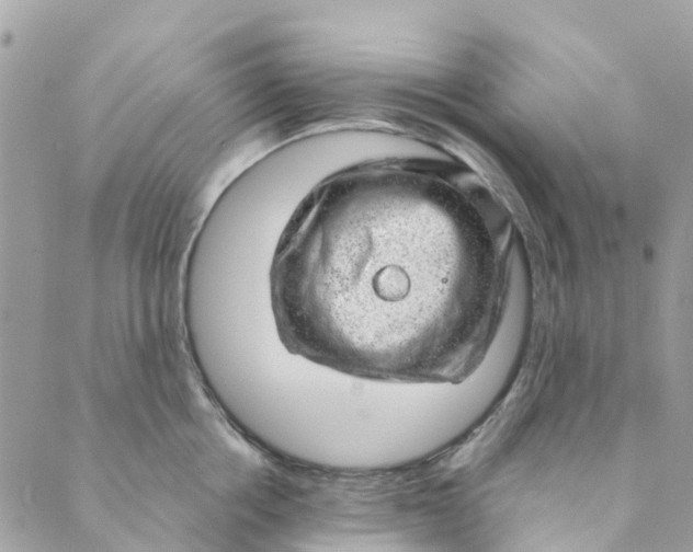 X0000088900858200706291503