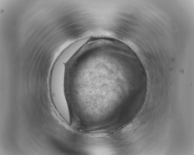 X0000088900864200706291503