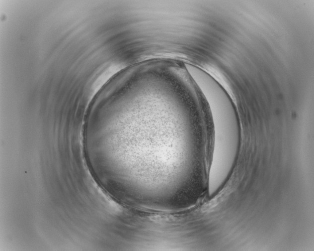 X0000088900906200706291501