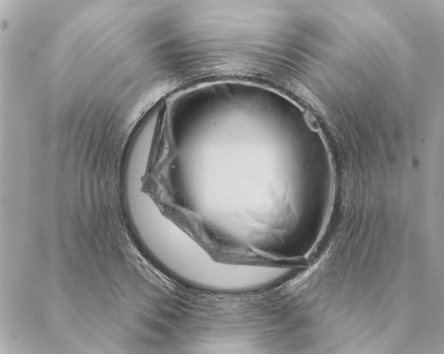 X0000088900930200706291501