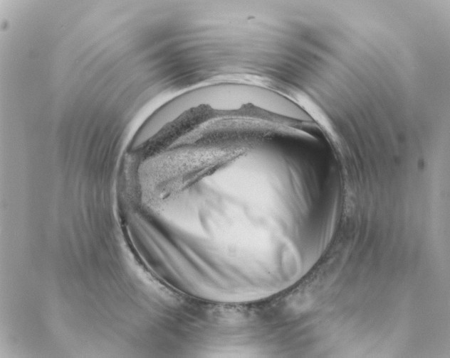 X0000088900955200706291501