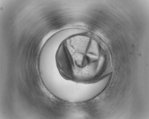 X0000088900960200706291501