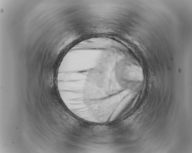 X0000088901306200706291454