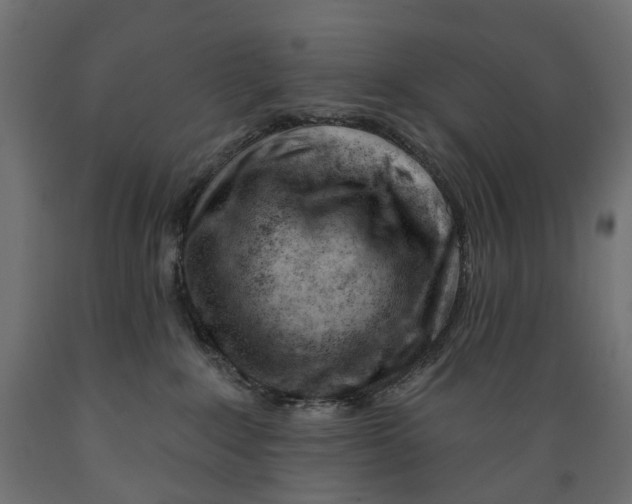 X0000088900235200707061501