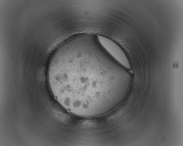 X0000088900303200707061500