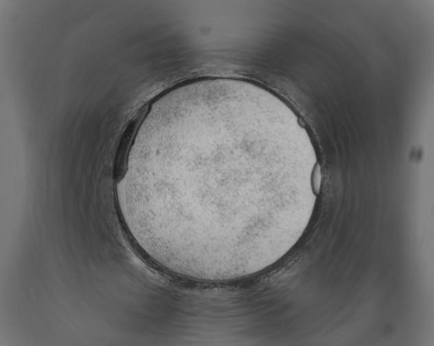 X0000088900433200707061458