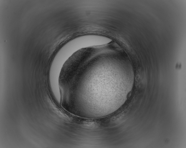 X0000088900454200707061458