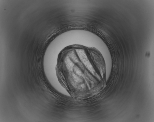 X0000088900556200707061457