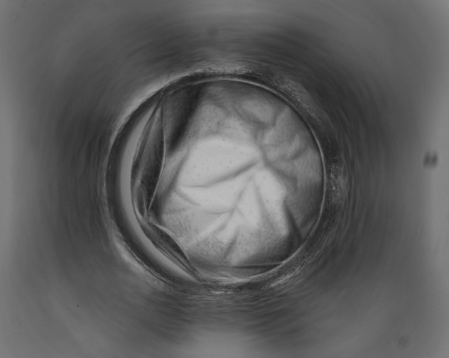 X0000088900726200707061454