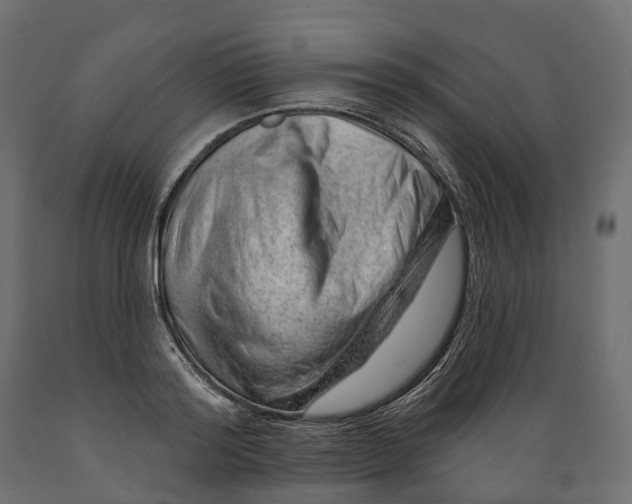 X0000088900796200707061453