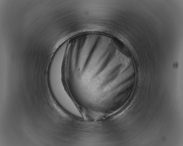 X0000088900842200707061452