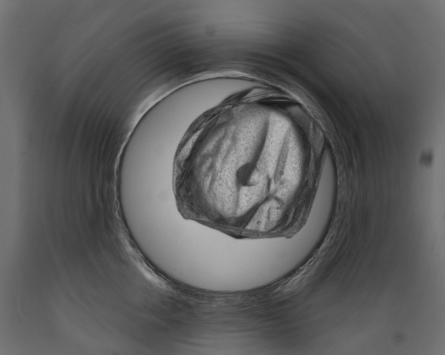 X0000088900858200707061453