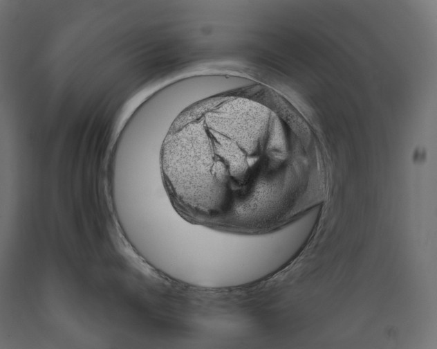 X0000088900960200707061451