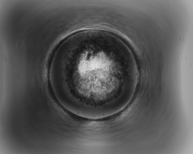 X0000088911506200706081332