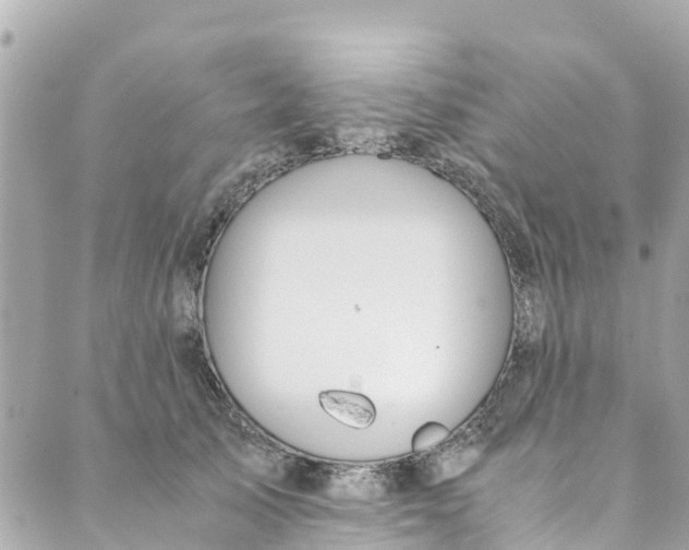 X0000088910705200706291530