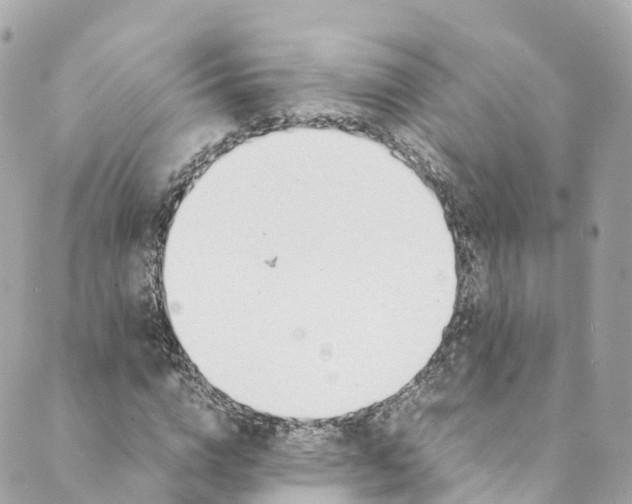 X0000088910824200706291527