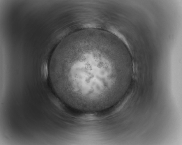 X0000088920061200706081407