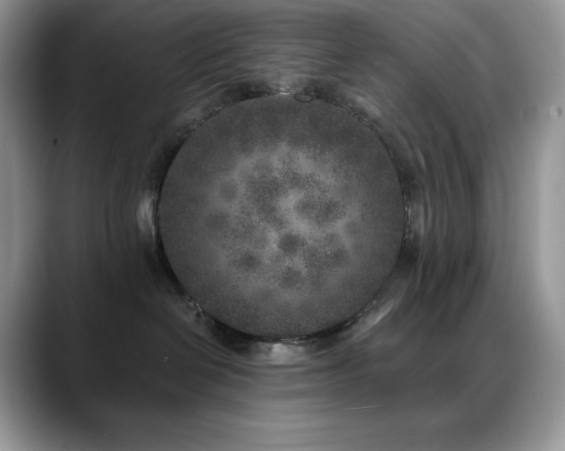 X0000088920286200706081405