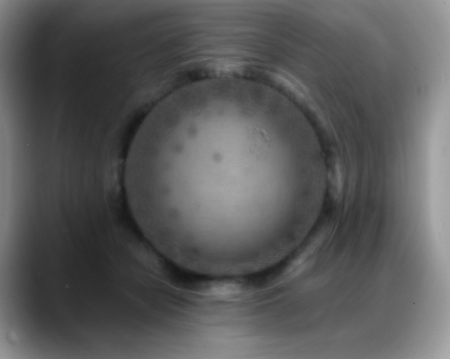 X0000088920462200706081402