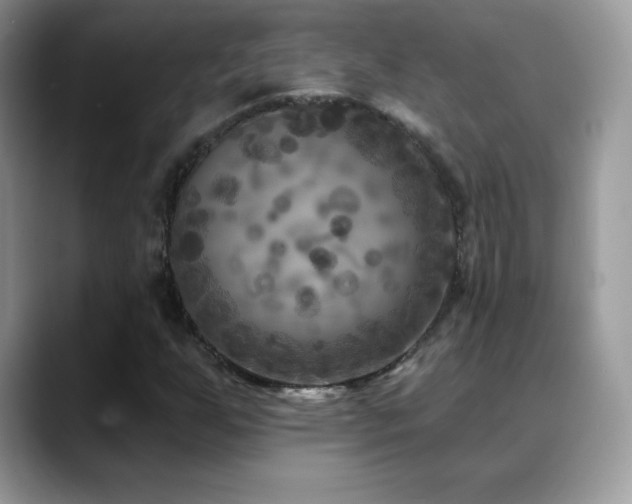 X0000088921255200706081353