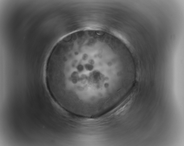 X0000088921471200706081350