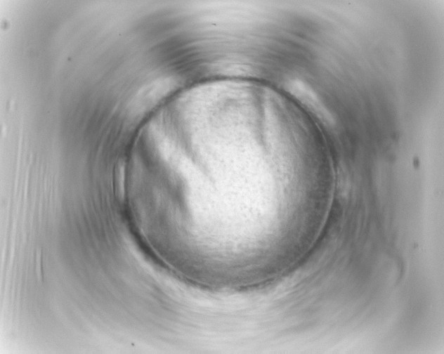 X0000088920014200706222006