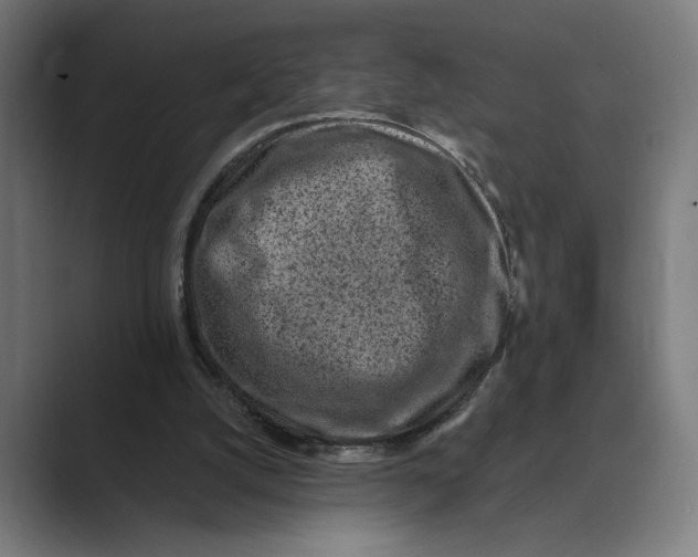 X0000088920056200706291534