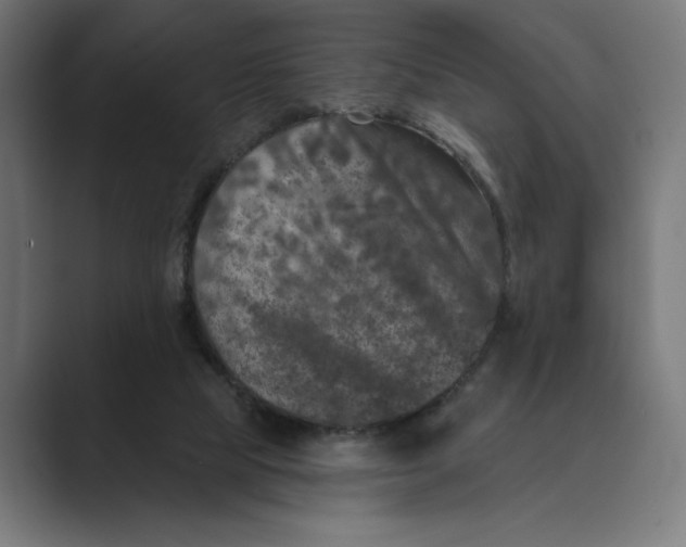 X0000088920065200706291534