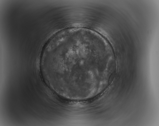 X0000088920297200706291532