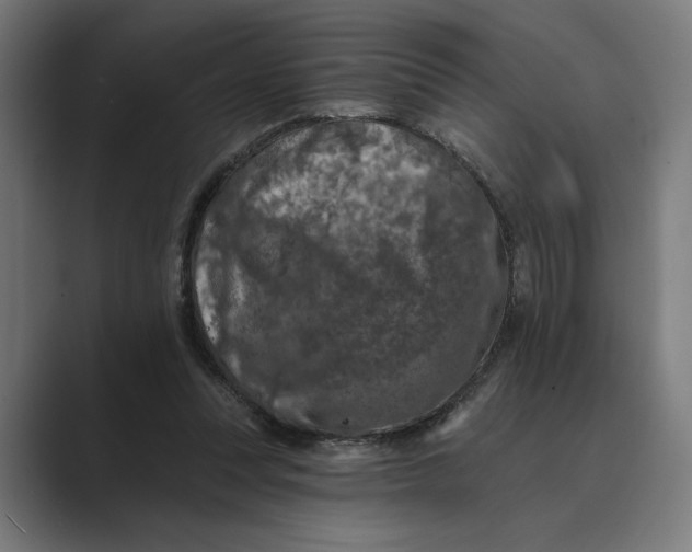 X0000088920351200706291531