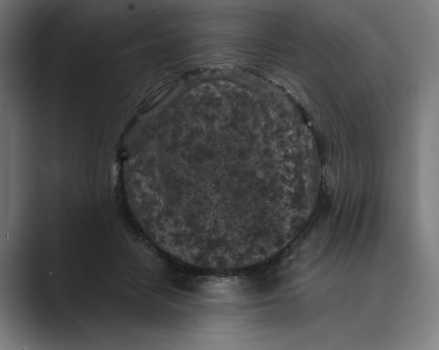 X0000088920458200706291530