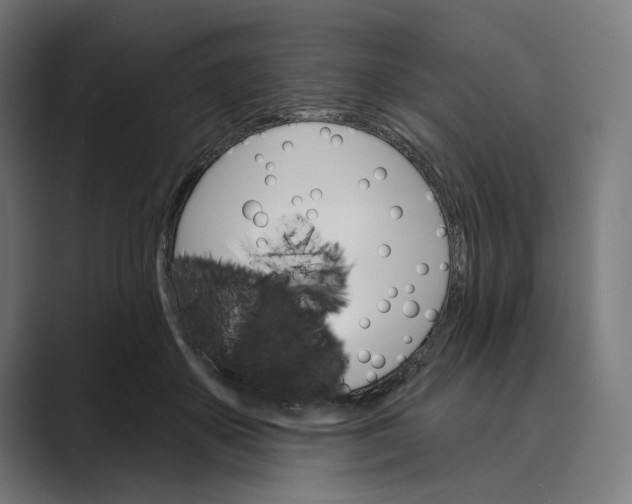 X0000088920507200706291529