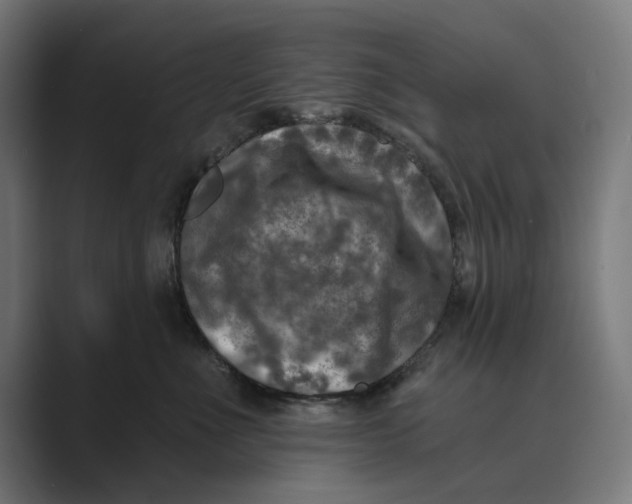 X0000088920523200706291529