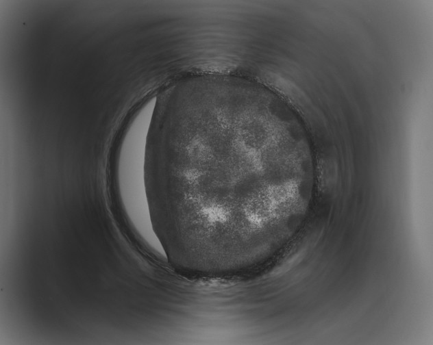 X0000088920634200706291528