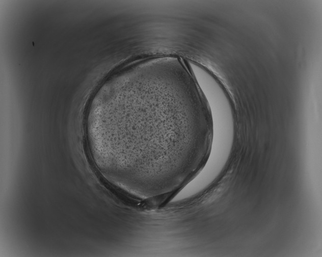 X0000088920673200706291528