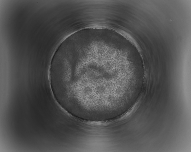 X0000088920855200706291526