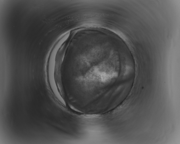 X0000088920864200706291526