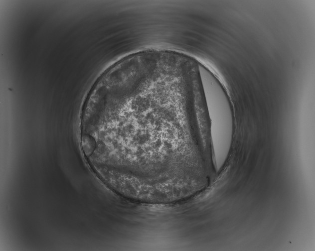X0000088920903200706291525