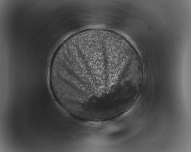 X0000088921245200706291521