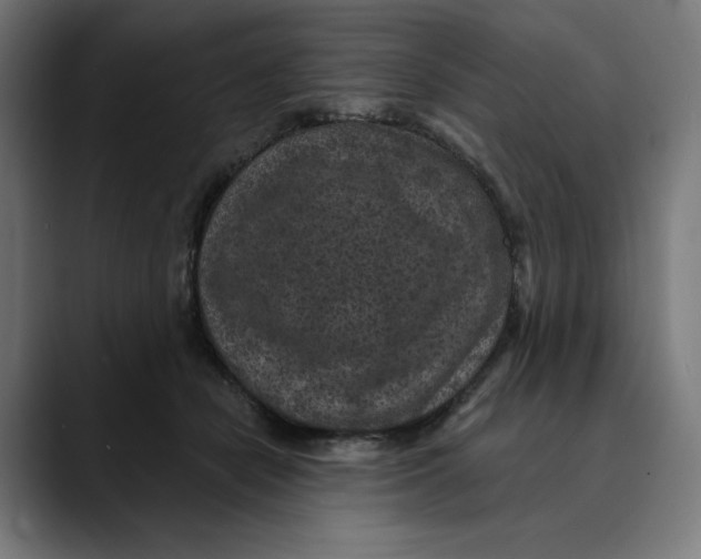 X0000088920462200707061406
