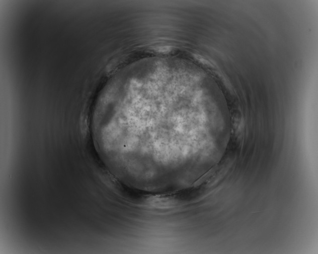 X0000088920568200707061405