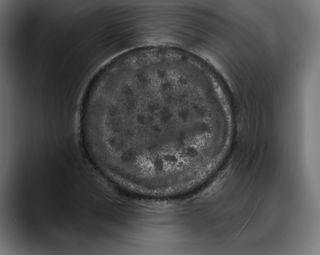 X0000088920975200707061400