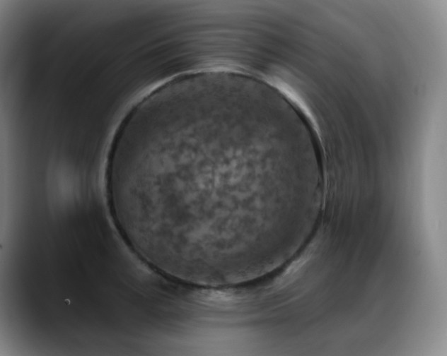 X0000089340995200706151040