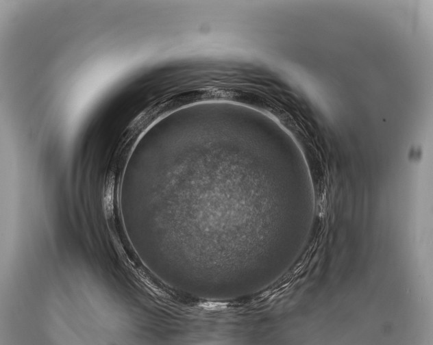 X0000089340052200706221126