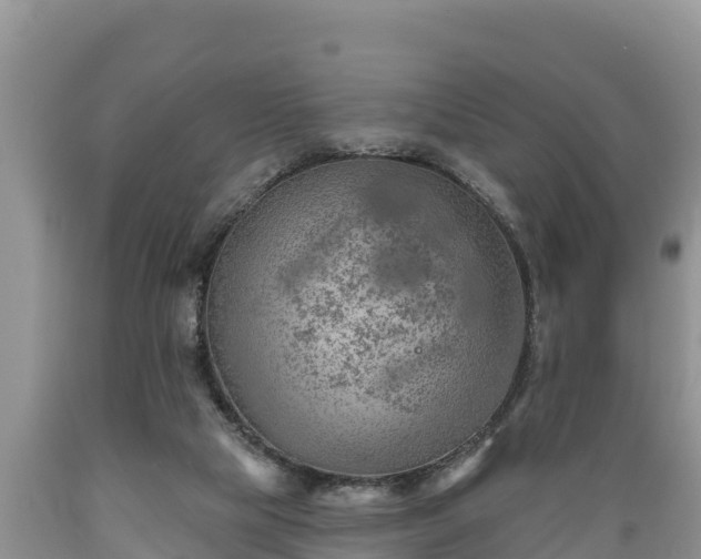 X0000089340065200706221126