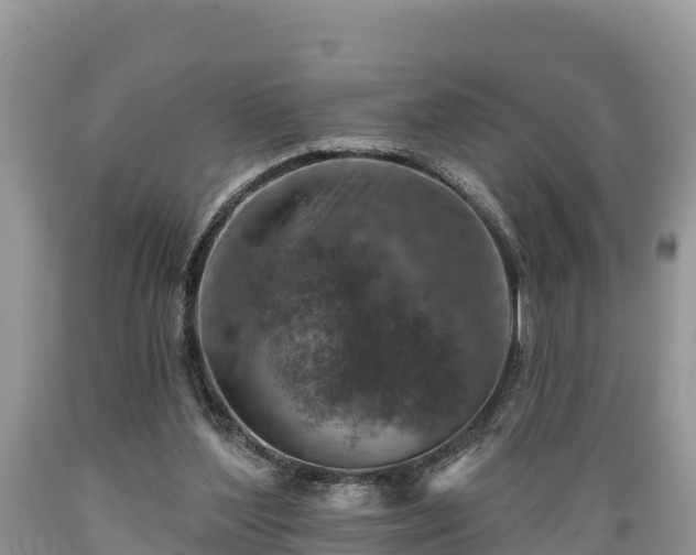 X0000089340204200706221124
