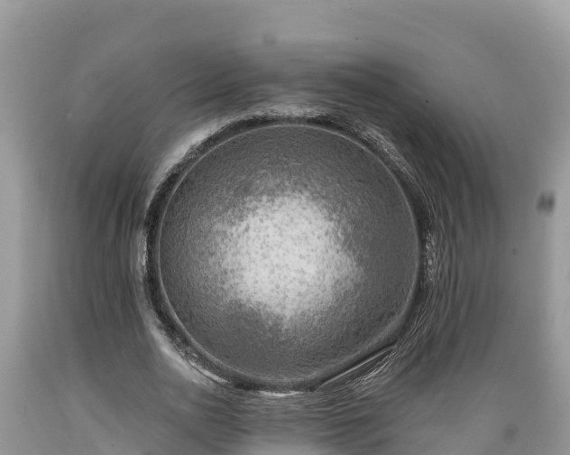 X0000089340726200706221117